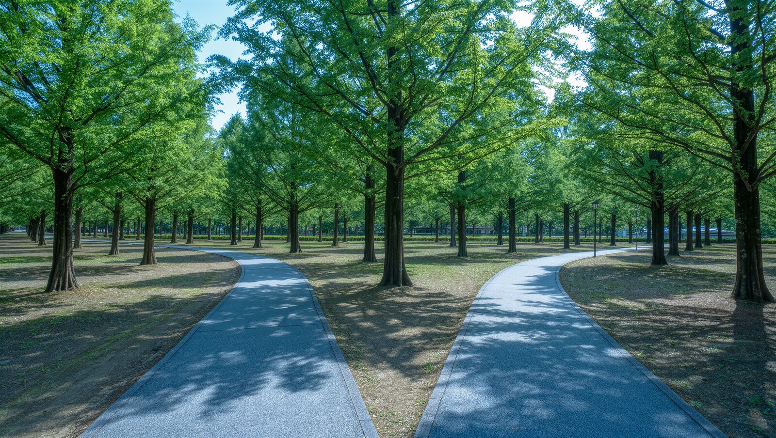 緑の木々の下で二手に分かれる公園の散歩道