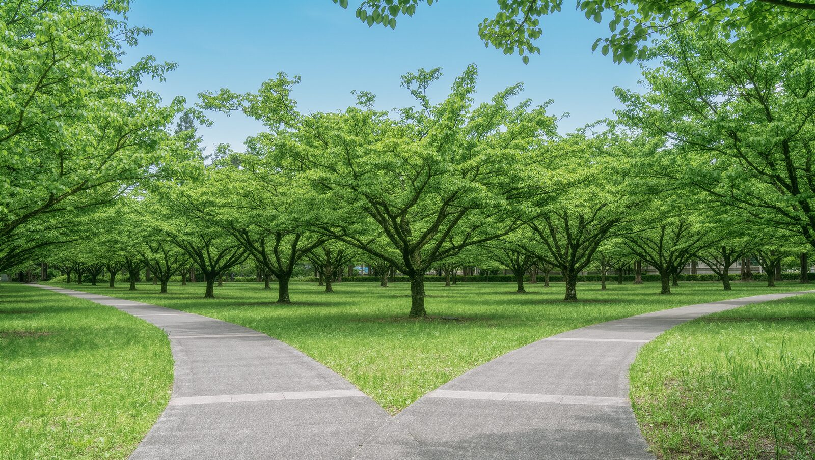 緑豊かな公園で二手に分かれる散歩道