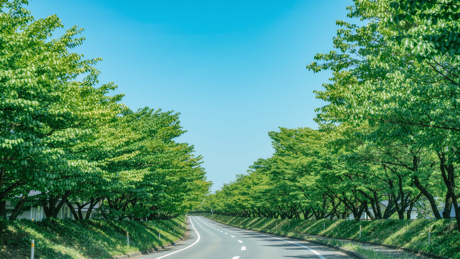 青空の下、緑の並木が続くまっすぐな道